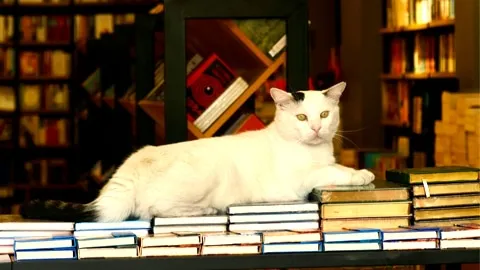 A Literary Stroll Through Savannah's Best Bookstores