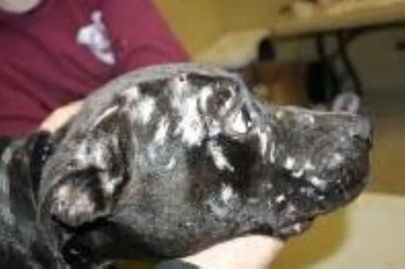 Albany dog fighting case exposes horrific animal cruelty