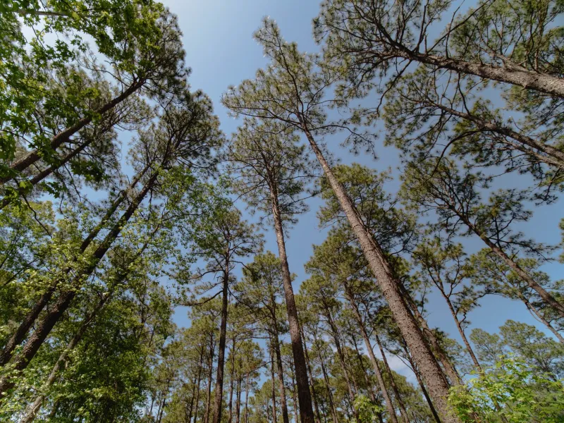 Long live the longleaf pines: National Fish and Wildlife Foundation awards restoration funds for multiple GA projects