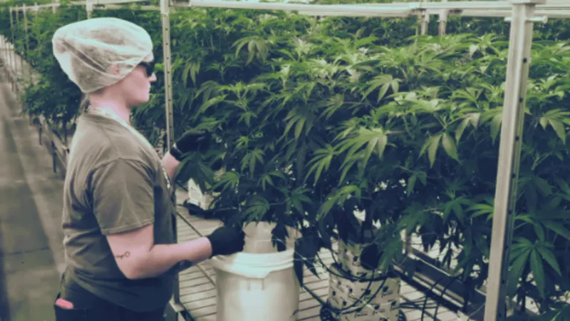Georgia medical marijuana registry tops 40,000 as new law expands access