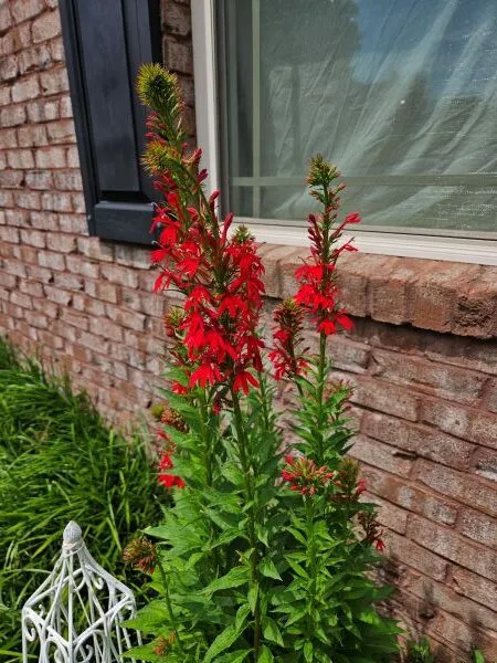 Now Georgia Photo of the Day