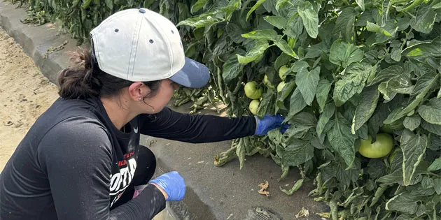 VSU Research Targets Bacterial Disease in Tomatoes and Peppers