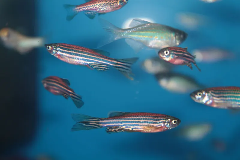 New imaging system documents seizures in real time