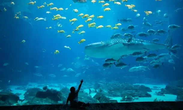 Georgia Aquarium brings back the $20 Tuesdays sale: Buy now, visit on a Tuesday before Dec. 15th