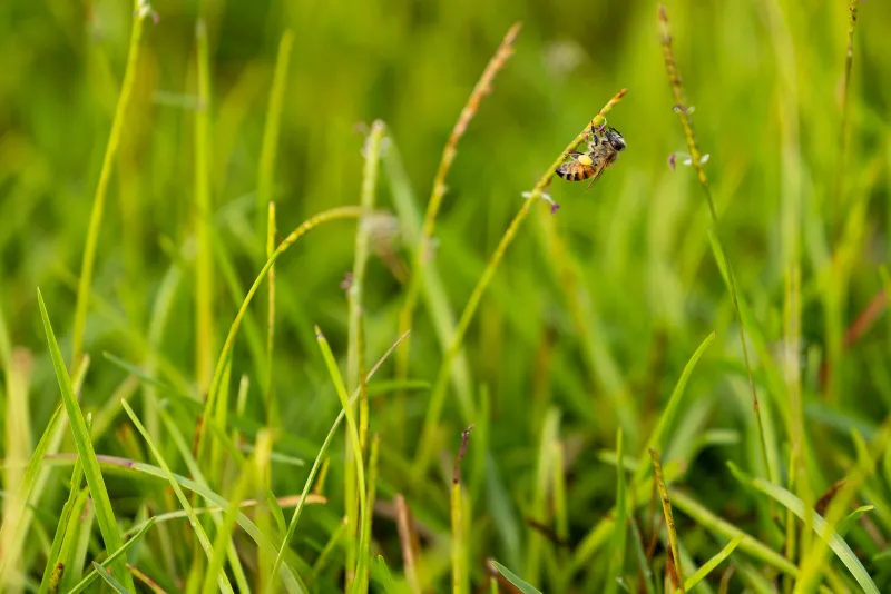 It's not just flowers that help the pollinators. Grass can too.