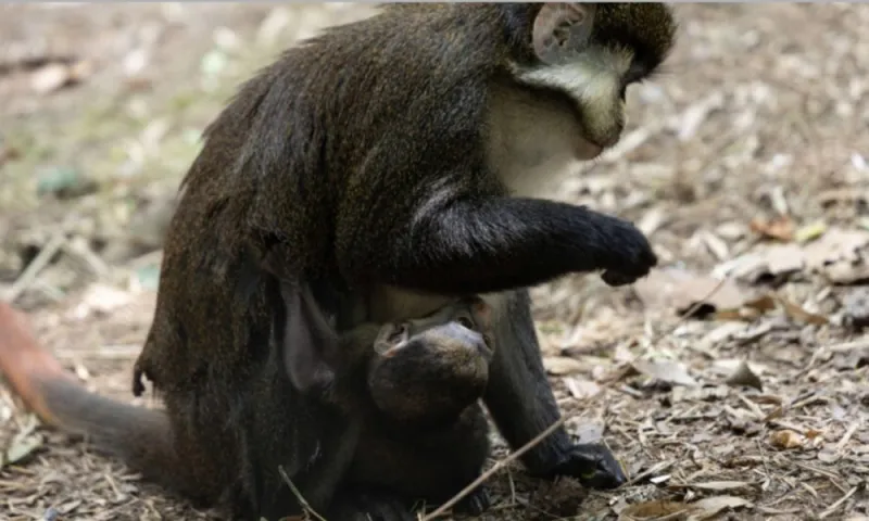 Zoo Atlanta visitors can now see a baby red-tailed monkey
