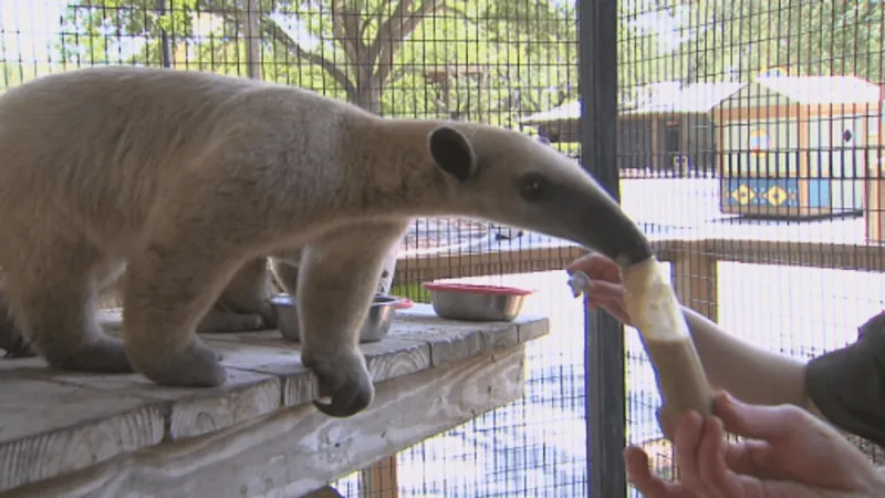 Wild Adventures' animal encounters let visitors get up close with giraffes and sloths