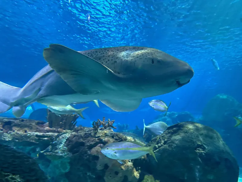 Shark DNA could hold answers to how we age