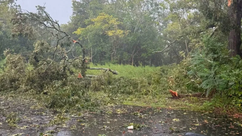 Severe storm downs trees, blocking roads and delaying school buses in Twiggs County