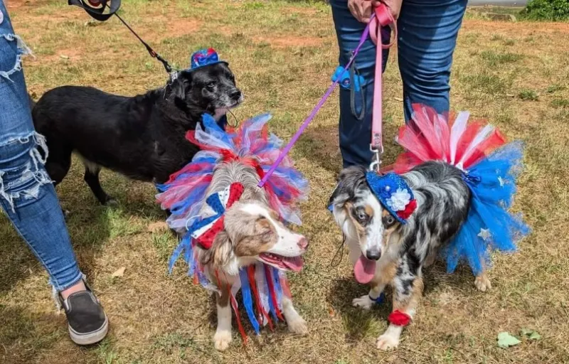 Dogs of Summer Pet Pageant returns Aug. 29 to raise funds for Habersham shelter
