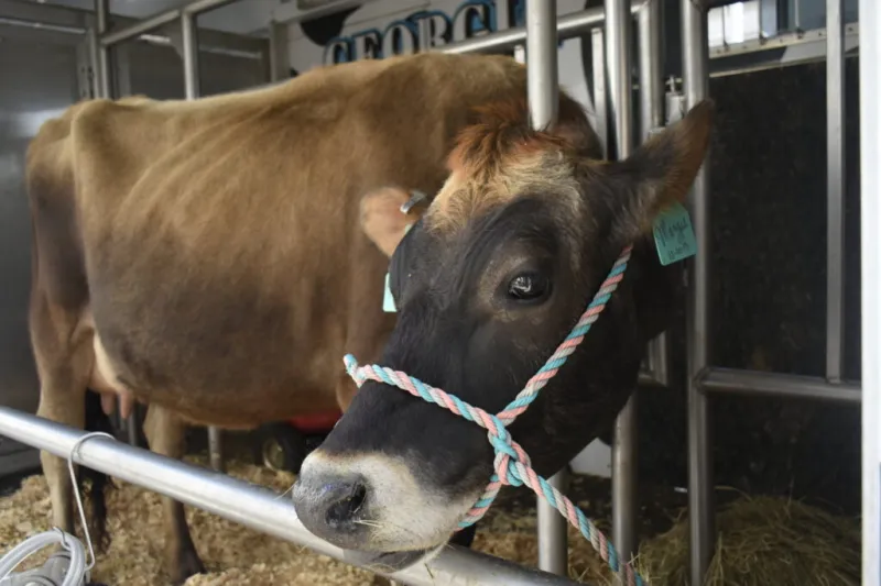 Georgia cattlemen push back on Trump's plan to import beef in bid to lower prices