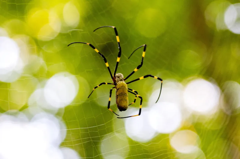 Are Joro spiders outcompeting Georgia's native spiders?