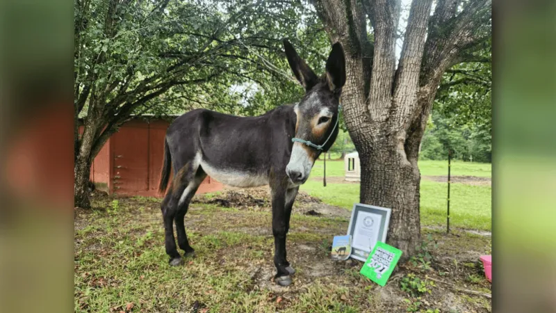 Byron donkey with world's second-longest ears now in 2027 Guinness World Records Book