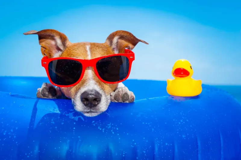Splish splash! Take your pup to a doggy swim day at a local pool (registration open now at all venues)