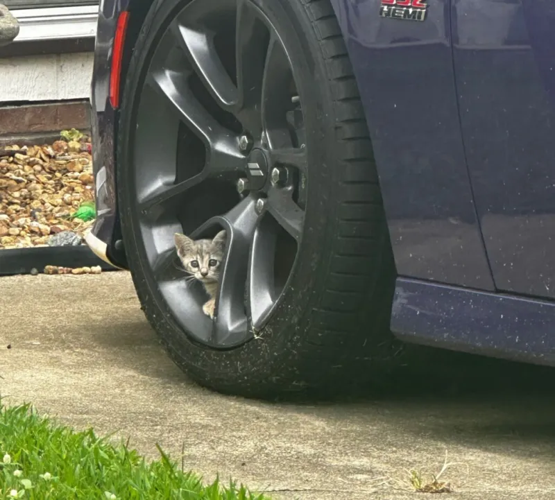 Columbus cat colony divides entire community