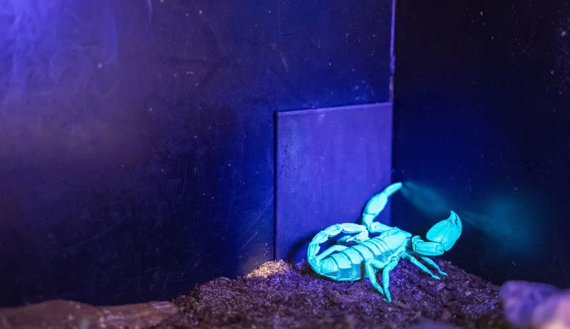 Creepy, crawly critters