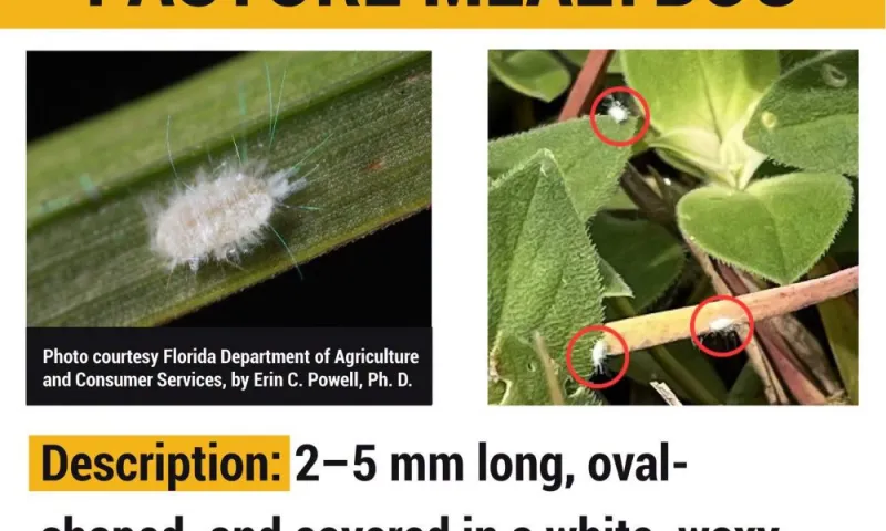 Georgia Agriculture Commissioner Announces First Confirmed Detection of Pasture Mealybug in Georgia