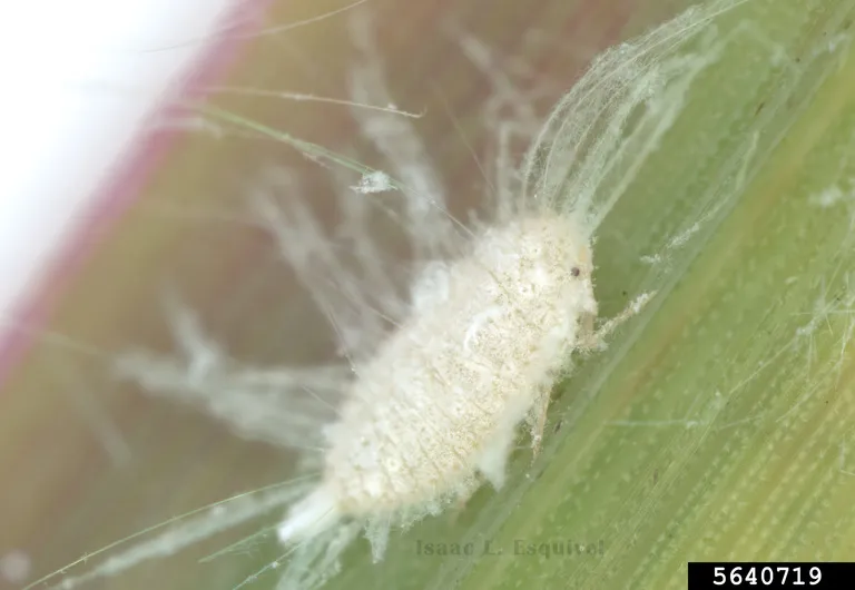 New invasive insect poses 'serious threat' to Georgia farmers