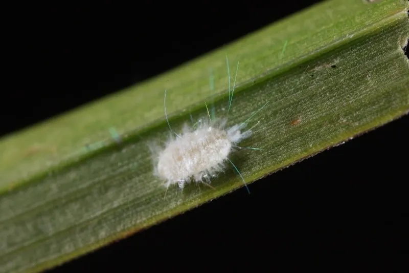 It's tiny, fuzzy and kind of cute. But it could cause serious problems for Georgia.