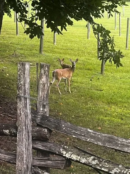 Now Georgia Photo of the Day