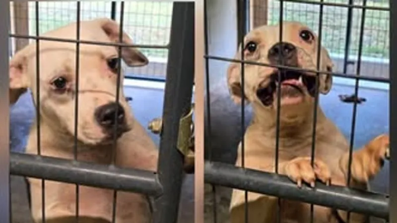 Cochran seeks new animal control officer as rescues work to place remaining shelter dogs