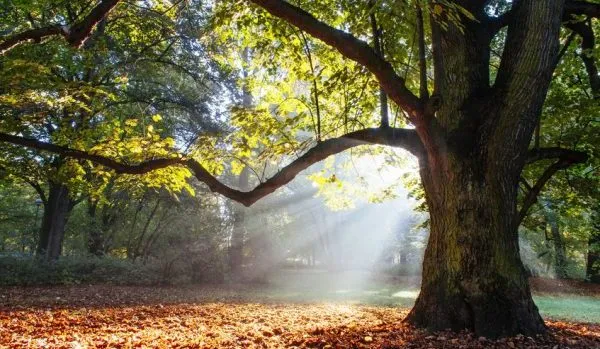 Trees Atlanta offers FREE front yard trees & planting services for residents of these 12 cities