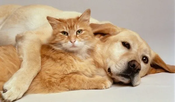 Healthy Pets Fulton: Free vaccines, microchips, and more for Fulton County pet owners on Saturday, Oct. 17th