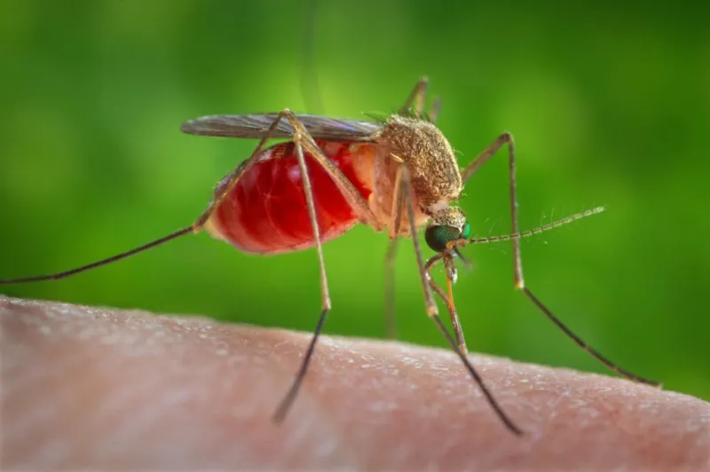 West Nile virus is entering its peak season. Here's how you can protect yourself