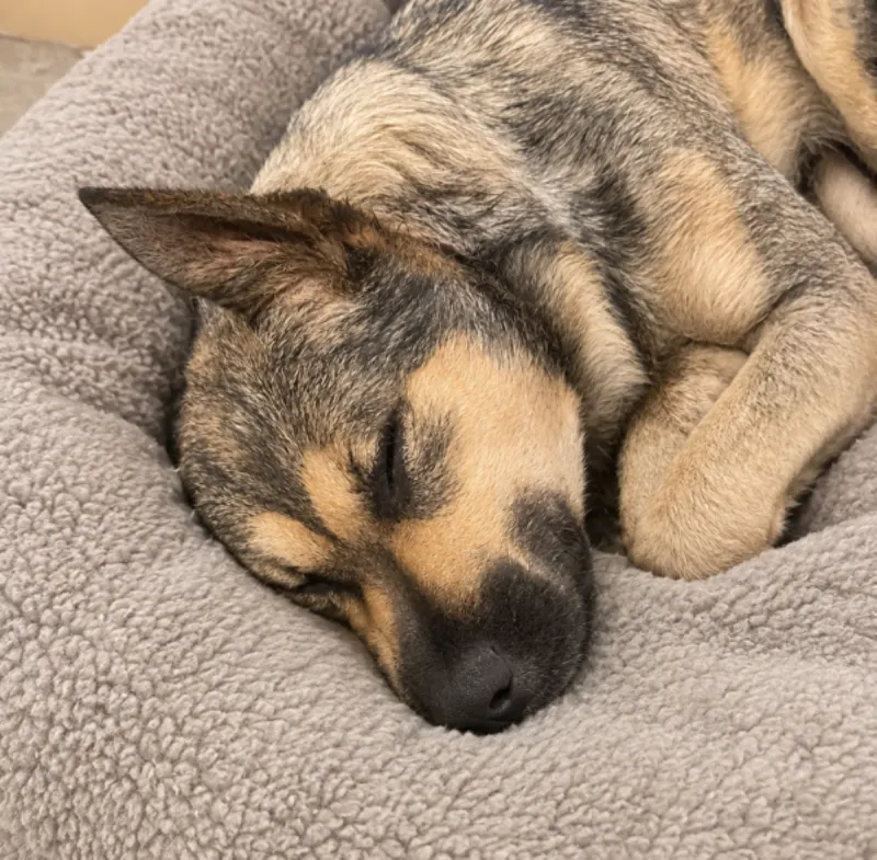 LaGrange Police: Pet shot multiple times, discarded in trash bag