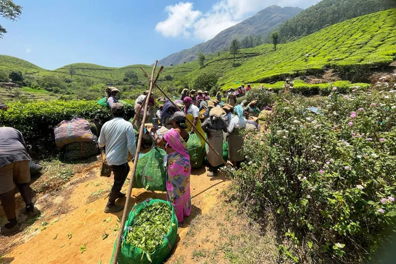CAES offers four new food and agriculture study abroad programs