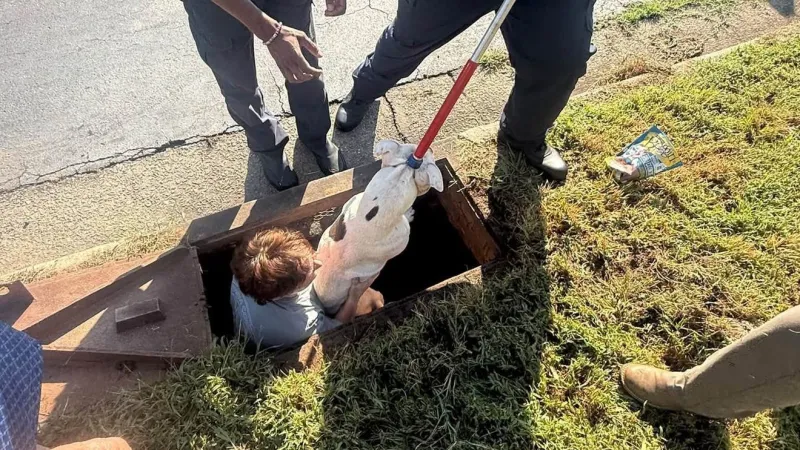 Baldwin County crews rescue multiple dogs trapped in storm drain