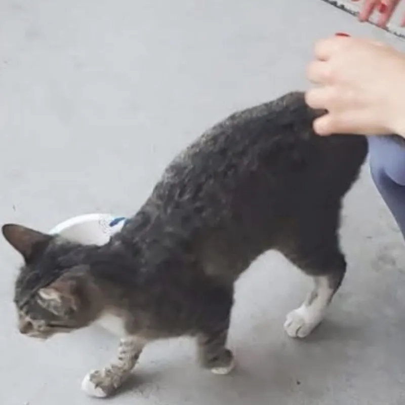 Cat controversy escalates after online tips suggest how to kill animals