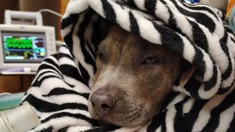 Baldwin Firefighter lowered 40 feet into abandoned well to save trapped puppy