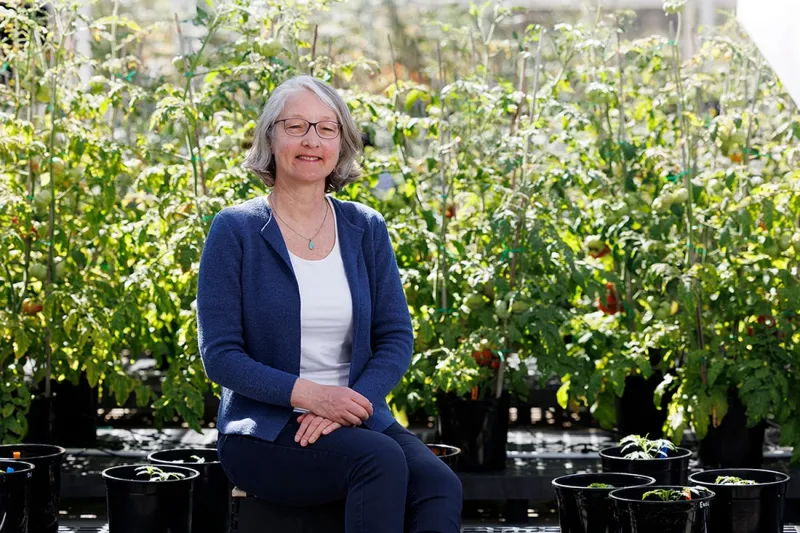 Why tomatoes don't taste as good anymore