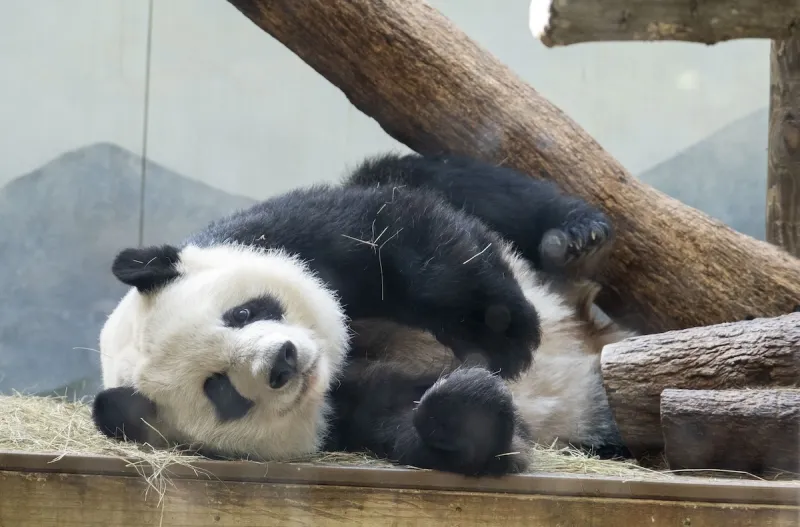 Xi says 2 giant pandas from China will arrive at Atlanta's zoo in the coming days