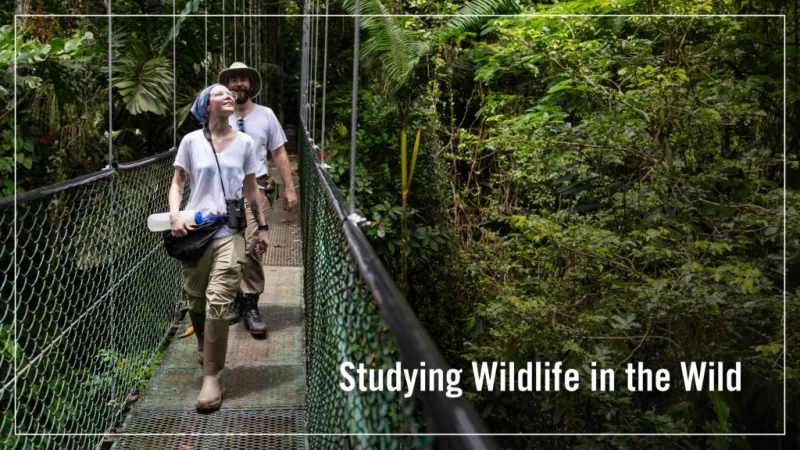 Studying Wildlife in the Wild