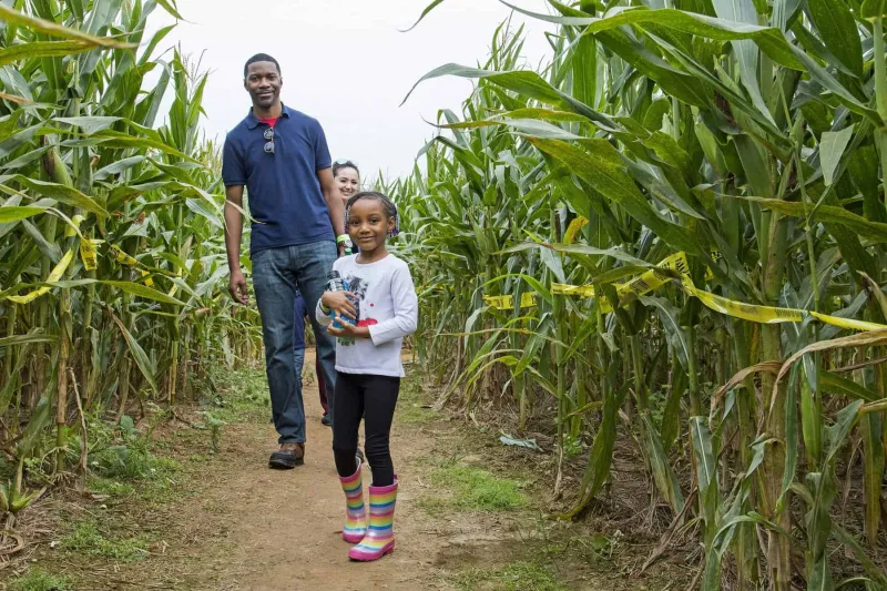 Buford Corn Maze and Haunted Forest is open for the season: Get a $2 discount