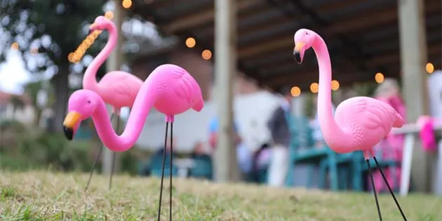 #FlamingoChallenge Returns to Support South Georgia Cancer Patients