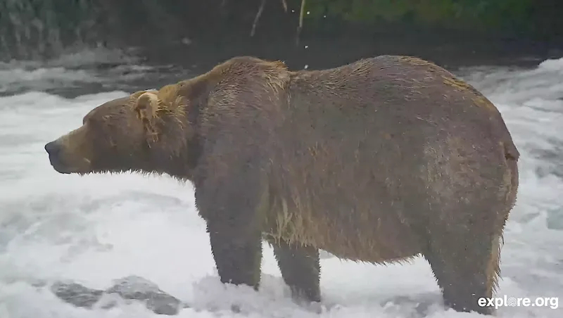 Gentle giant Backpack declared winner of Alaska's Fat Bear Week