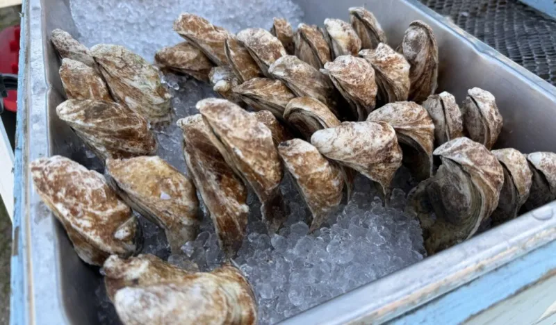 Georgia extends oyster harvest closure due to unusually warm water