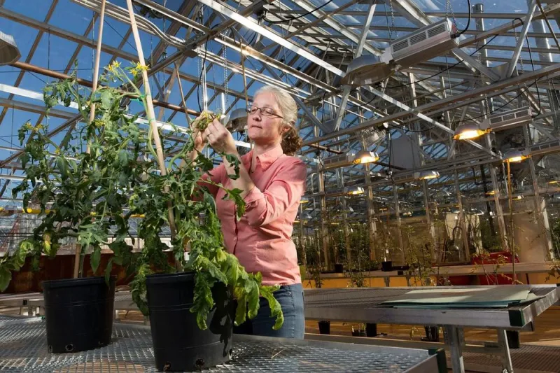 Tomatoes don't taste as good as they used to. The reason is in its genes