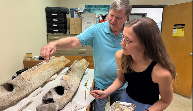 From discovery to art: Bringing a prehistoric whale mandible to life