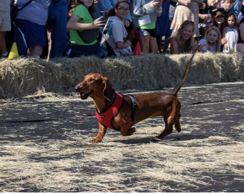 Oktoberfest and Weiner Dog Races
