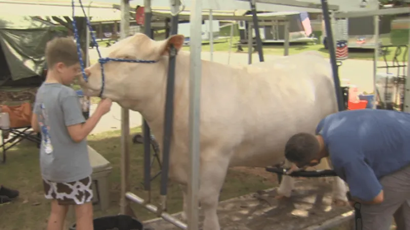 At Georgia National Fair, cattle show prep leads to junior showmanship Friday, heifers Sat