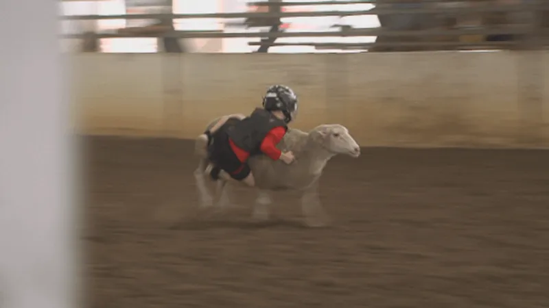 Mutton Bustin' returns bigger, adding youth steer and bull riding to pint-sized thrills