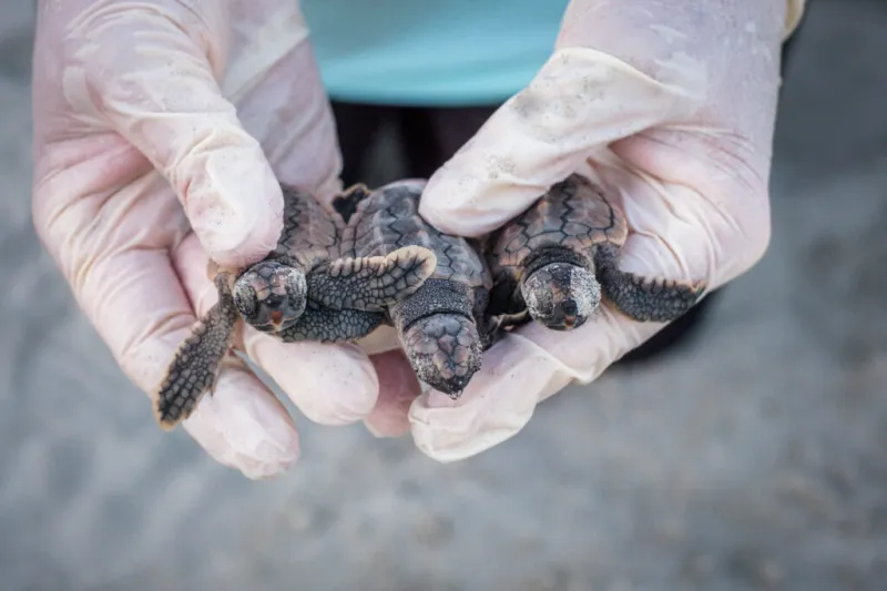 Peek inside Georgia's record-setting sea turtle nesting season