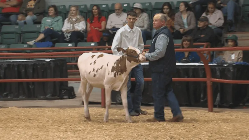State lawmakers trade blazers for barn attire during Livestock Legislative Showdown