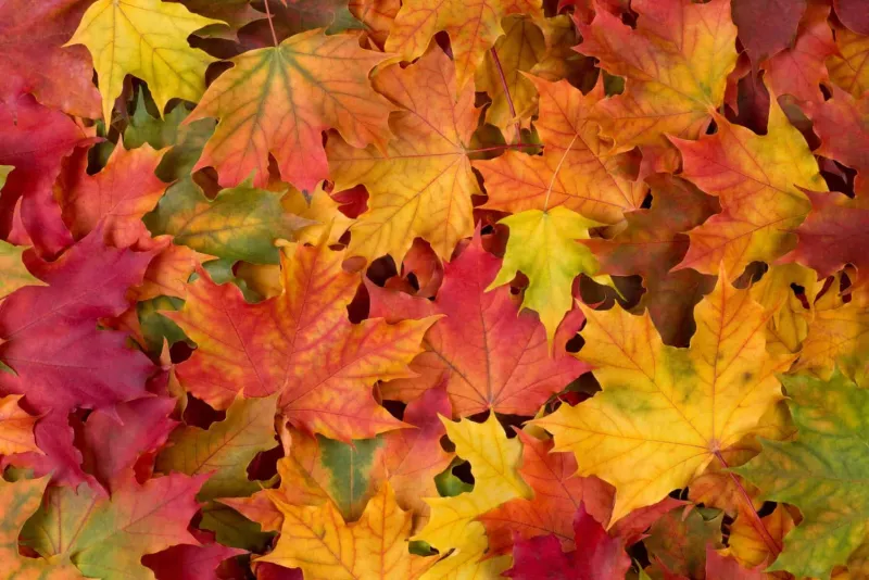 Loganville Autumn Fest returns to the Town Green with food, vendors, music, kids zone, more