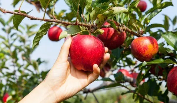 The Georgia Apple Festival is open one more weekend, Oct. 17th and 18th