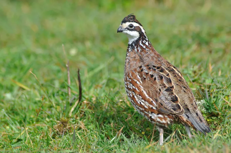 Increasing woody vegetation may boost populations of Georgia's gamebird